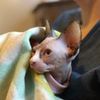 maggie_the_sphynx