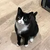 cravingelatos