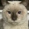 jesse_cat1