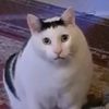 cringedetective_cat
