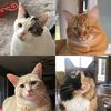 4catsarespoiled