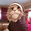 kittycatmom17