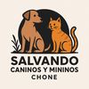 SALVANDO CANINOS Y MININOS CHO