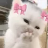 wag.dak