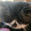 busakawaiineko