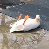 gusyaka_sva