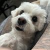 indy_the_havamalt