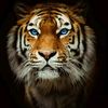 tahiralikhan019