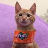 fanta3901
