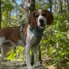 spike.the.beagle