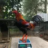 trucchicken