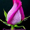 khurshid3334