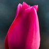 tulip555867