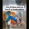 Yonkou.betta