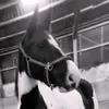 www.tiktok.comsabine19