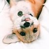 Juniperfoxx