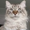kittybabyangelfanpage