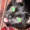 puppykitty2001
