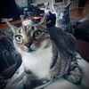 catladyjenny