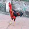 binhga.com