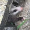 questionablerabbit