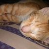oyen285