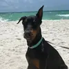 doberdemon