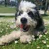 playavenicepup