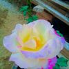 usermyalay14