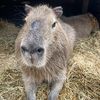 Amazing Animals Inc