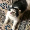 misterkida