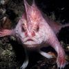 save_the_handfish