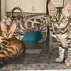 sweetandsourbengals