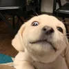 cocotteannnn