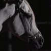 chivalrous882