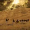 alhafealashraf