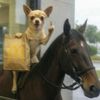 dingleberry_xpress