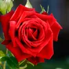 flor_.54