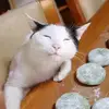 littleantie