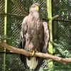 talatalomar4