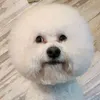 bichon_buffy