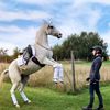 stineshorsejumping