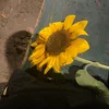 magliettaverde