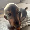 leoushhka