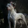 edit.dogs.2