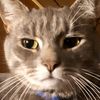 kittykittycatlady