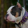 occultkennels