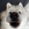 theboyjosh_