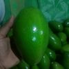 petanialpukat16