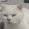 vaybujuu04